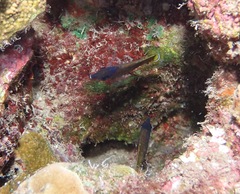Chaetodon kleinii