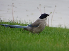 Cyanopica cyanus