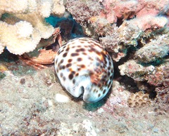 Palythoa tuberculosa