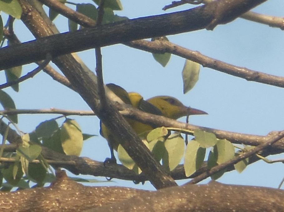 Indian Golden Oriole