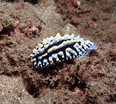 Phyllidia varicosa