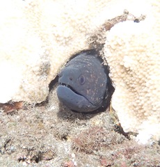 Gymnothorax flavimarginatus