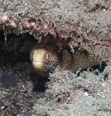 Gymnothorax meleagris