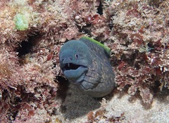 Gymnothorax flavimarginatus