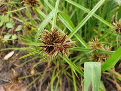 Cyperus congestus