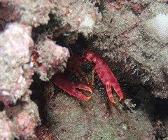 Enoplometopus occidentalis