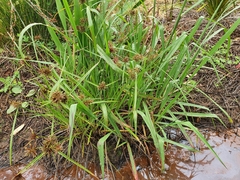 Cyperus congestus