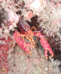 Enoplometopus occidentalis
