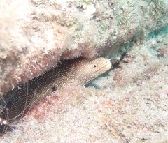 Gymnothorax meleagris