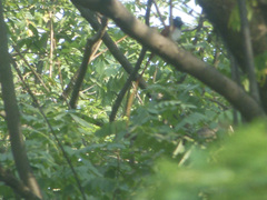 Terpsiphone paradisi