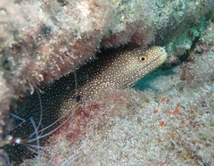 Gymnothorax meleagris