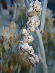 Rhopalomyia chrysothamni
