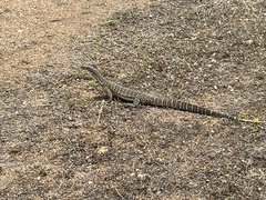 Varanus gouldii