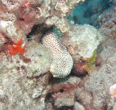 Gymnothorax meleagris