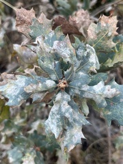 Erysiphe alphitoides