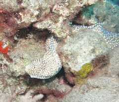 Gymnothorax meleagris