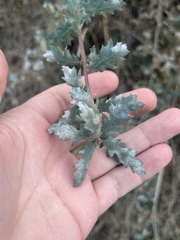 Erysiphe alphitoides