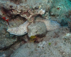 Gymnothorax meleagris