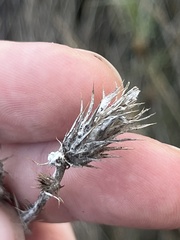 Carduus pycnocephalus