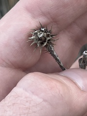 Carduus pycnocephalus