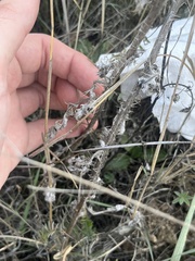 Carduus pycnocephalus