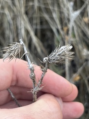 Carduus pycnocephalus