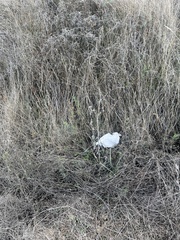 Carduus pycnocephalus