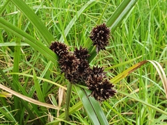 Cyperus ustulatus