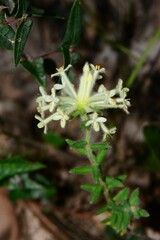 Pimelea octophylla