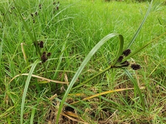 Cyperus ustulatus