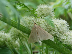 Hypena proboscidalis
