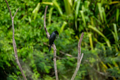 Phalacrocoracidae