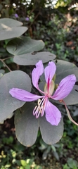 Bauhinia purpurea