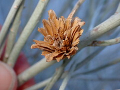Rhopalomyia ericameriae