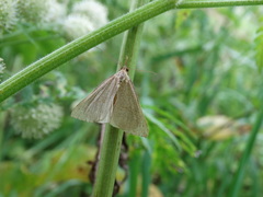 Hypena proboscidalis