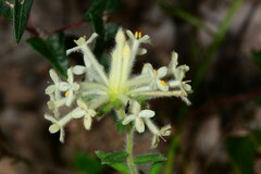 Pimelea octophylla