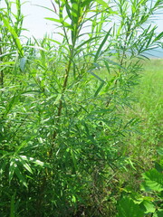 Salix schwerinii