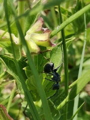 Polyrhachis schistacea
