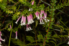 Epacris longiflora