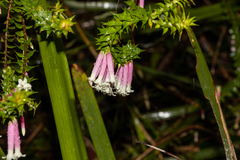 Epacris longiflora