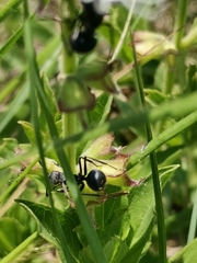 Polyrhachis schistacea