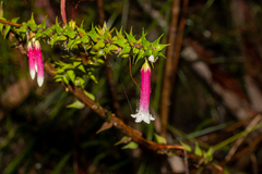 Epacris longiflora