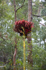 Doryanthes excelsa