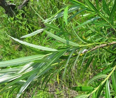 Salix schwerinii