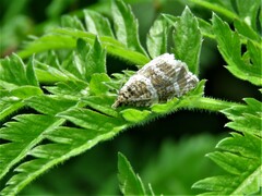 Syricoris lacunana