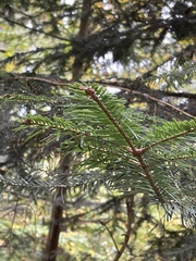Abies alba