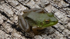 Lithobates catesbeianus