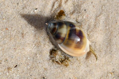Nassarius dorsatus