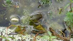 Lithobates catesbeianus