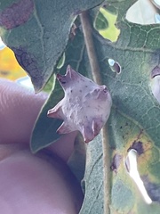 Cynips douglasii